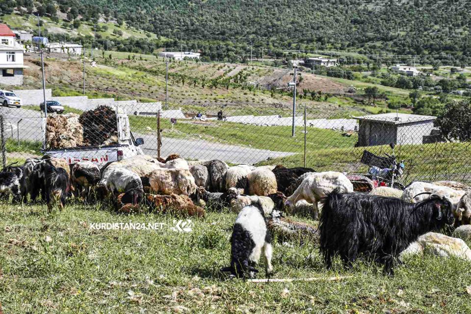 بالصور | الأغنام تنتعش بـ